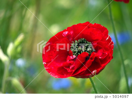 オリエンタルポピー オリエンタルポピー 5014097