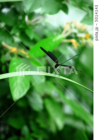 ハグロトンボ ハグロトンボ 5014143