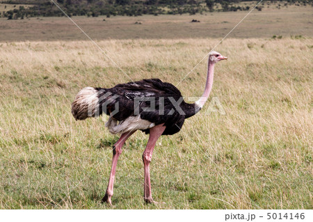 マサイダチョウ マサイダチョウ 5014146