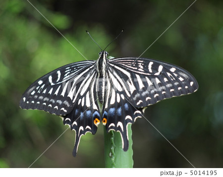ナミアゲハ ナミアゲハ 5014195