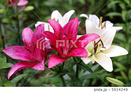 ゆり園に咲く紅白のユリ 5014249