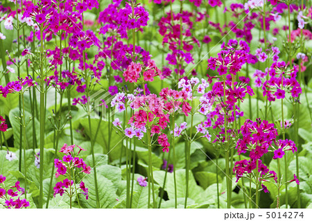 ピンクのクリンソウ 5014274