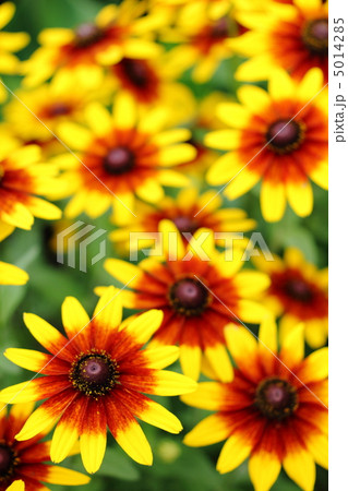 満開のルドベキアの花畑 5014285