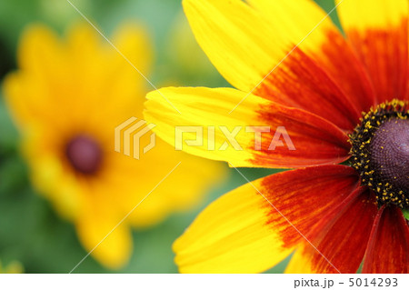 情熱的に咲く初夏のルドベキアの花 情熱的に咲く初夏のルドベキアの花 5014293