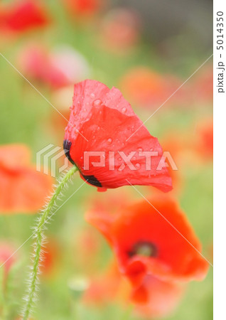ポピー 5014350
