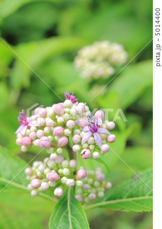 紫陽花の開花 紫陽花の開花 5014400