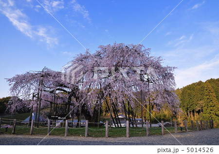 枝垂れ桜 5014526