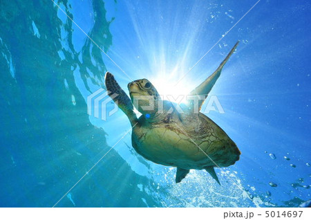 海亀 海亀 5014697