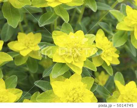 エウフォルビアポリクロマ エウフォルビアポリクロマ 5014745