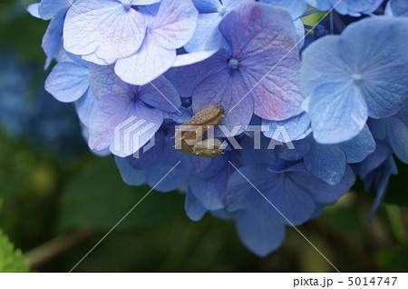 マイマイガの幼虫 5014747