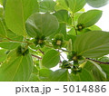 カキノキのつぼみ 5014886