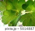 心の中の宝石 5014887
