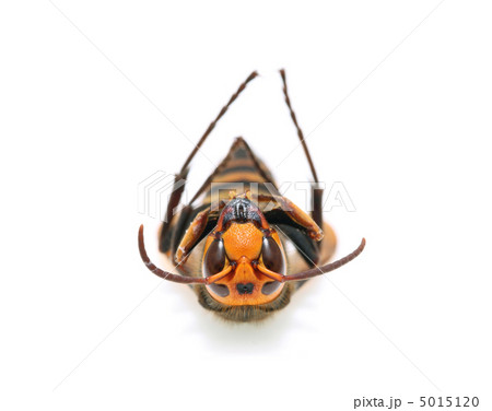 スズメバチ スズメバチ 5015120