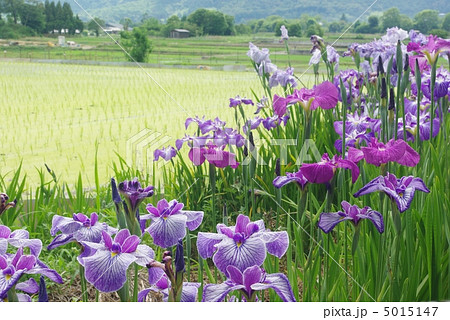 花菖蒲 花菖蒲 5015147