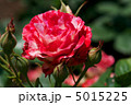 オレンジスプラッシュ 5015225