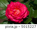 花笠 5015227