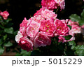 桜霞 5015229