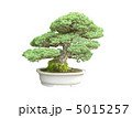 昭和記念公園盆栽苑の五葉松 5015257