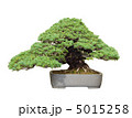 昭和記念公園盆栽苑の五葉松 5015258