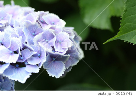 紫陽花~モナリザ〜 紫陽花~モナリザ〜 5015745