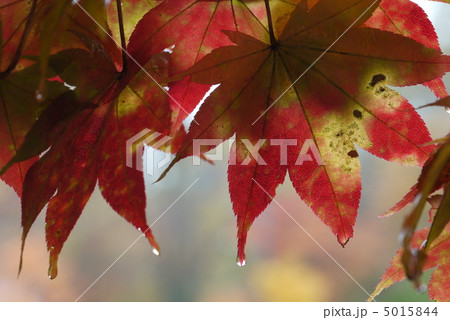 雨上がり 5015844