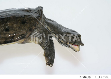 すっぽん 1 すっぽん 1 5015890