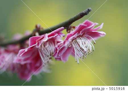 梅の花 5015916