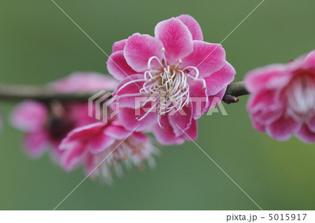 梅の花 5015917