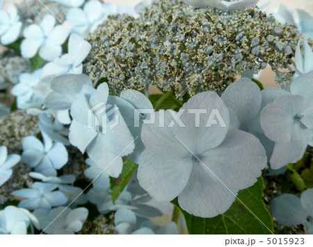 紫陽花 アジサイ 森の泉 花言葉 高慢 Hydrangea の写真素材