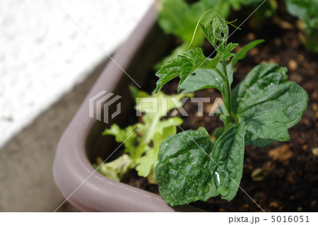 ゴーヤの芽 ゴーヤの芽 5016051