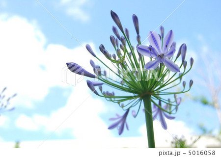 アガパンサス 5016058