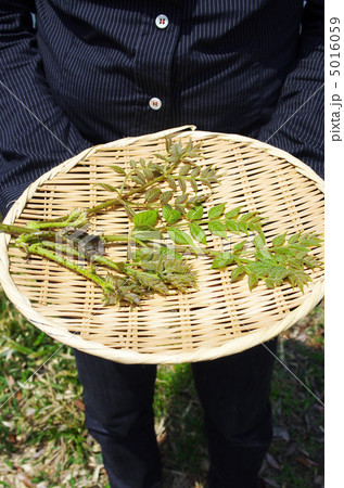 このくらいの大きさが天ぷらにグッド 5016059