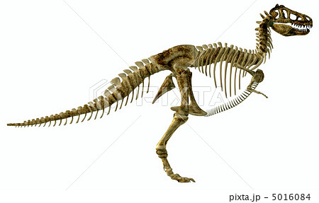 T Rex Bone ティラノサウルスのイラスト素材 5016084 Pixta