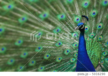 peacock with nice feathers peacock with nice feathers 5016290