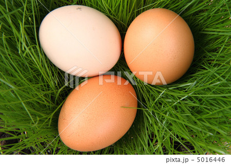 easter eggs in the green grass easter eggs in the green grass 5016446