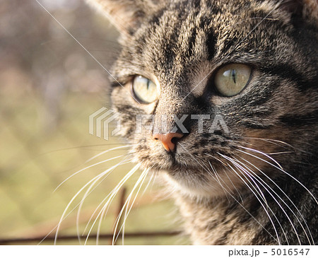 cat cat 5016547