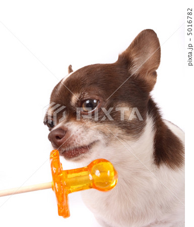 chihuahua and lollipop 5016782