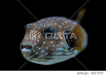 color exotic fish 5017257