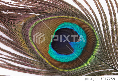 feather of peacock 5017259