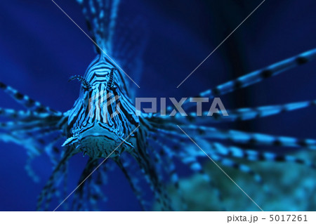 lion fish (dragonfish, scorpionfish) 5017261