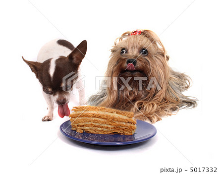 two dogs and the cake two dogs and the cake 5017332