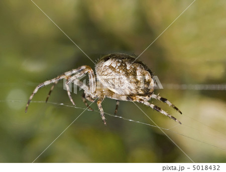 Macro of large spider on cobweb 5018432