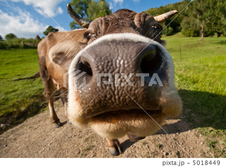 Curious funny cow on the meadow 5018449