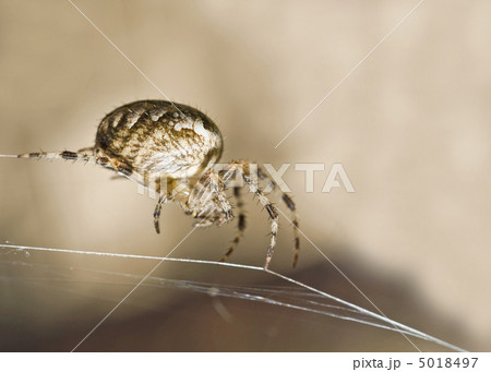 Macro shot of large spider 5018497