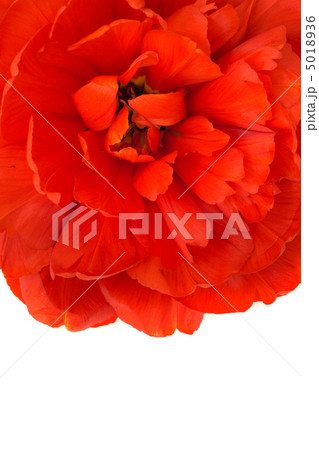 Macro of red tulip bud isolated 5018936