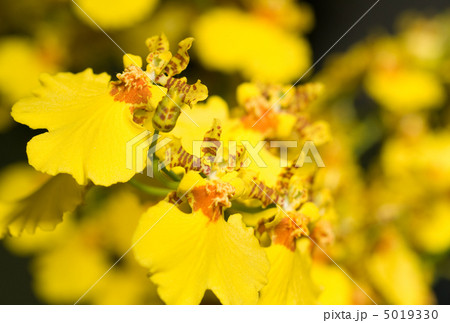 Oncidium orchid flower Oncidium orchid flower 5019330