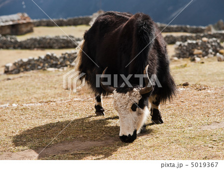 rural life in Nepal: Yak and highland village 5019367