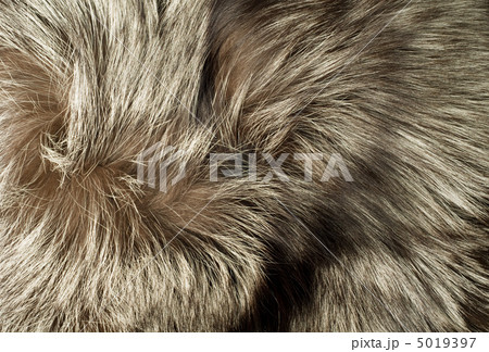 Texture - Beautiful polar Fox fur 5019397