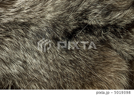 Warm polar Fox fur. Useful as background 5019398