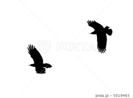 Two birds silhouettes in the back lighting 5019465